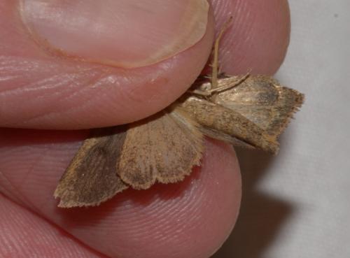 Archanara neurica